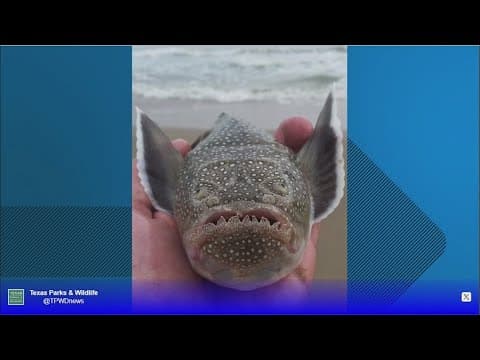 Bizarre-looking fish can deliver a shock of up to 50 volts, Texas Parks & Wildlife warns