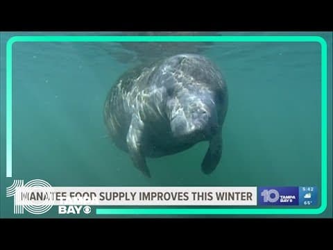Florida discontinues manatee winter feeding program after seagrass conditions improve