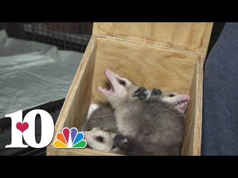 East Tennessee woman rescues wildlife