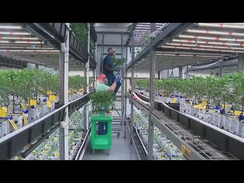 Ohio getting closer to recreational marijuana sales as certificates of operation are issued