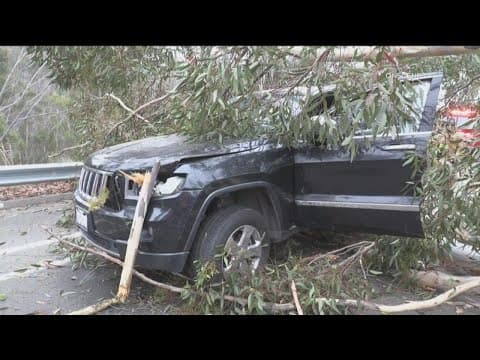 Growing concerns about tree safety in San Diego, after driver survives accident in Scripps Ranch