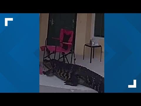 Gator 'knocks' on door of Florida home