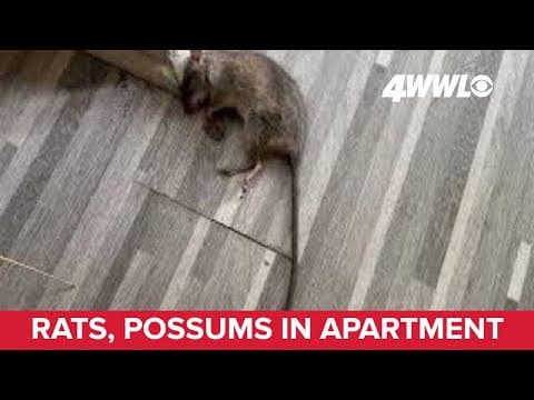 Rats, possums overrun New Orleans apartment "I'm not going back"