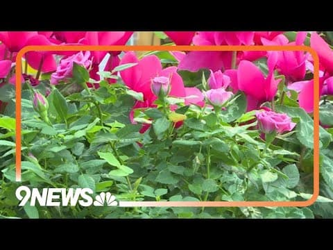 Rethink Valentine's Day: Embrace love with these botanical gift ideas