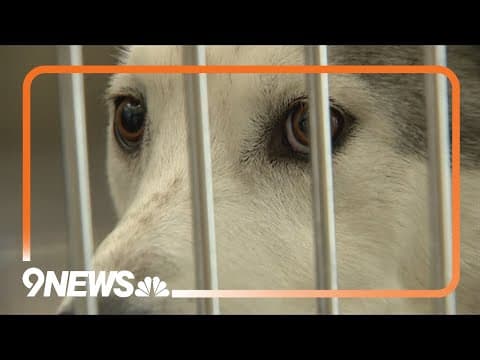 Dog bites in Denver at a 7-year high