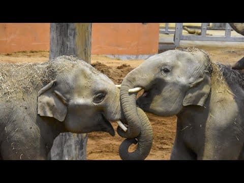 Houston Zoo, Baylor scientists team up to fight deadly elephant virus | See the first success story