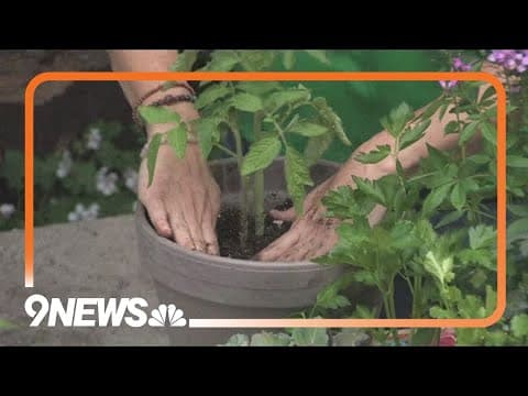 What to know about planting veggies in Colorado