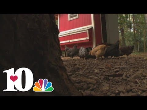 Some Sharps Chapel community members pushing back against proposed chicken egg facility