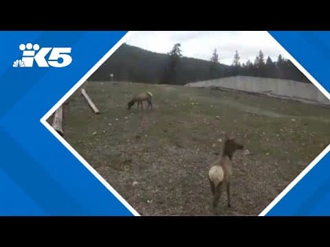 New data shows popularity of Washington's wildlife highway overcrossings