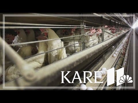 3 new cases of possible bird flu reported in Colorado