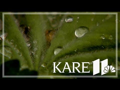 How the rain impacts farmers in Minnesota