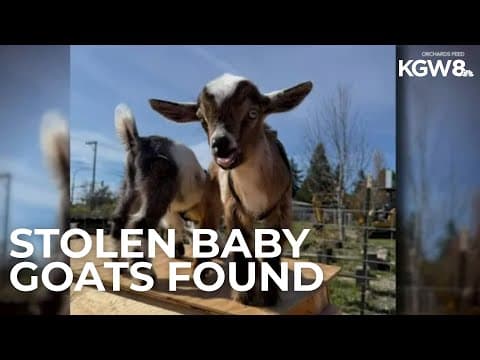 Baby goats stolen from feed store in Clark County have been found
