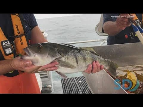 San Diego’s 'Ocean Monitoring Program' working to protect our coastal waters