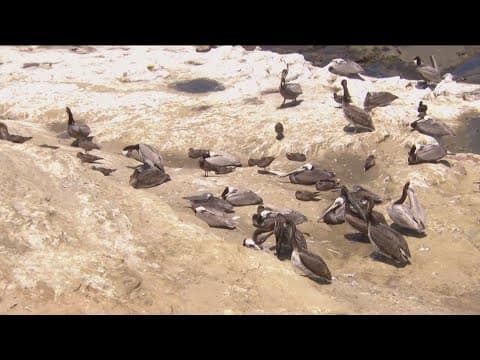 Uptick of sick and emaciated brown pelicans across Southern California