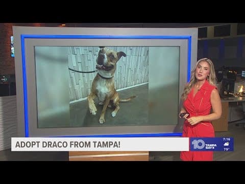 Give Draco from Tampa a fur-ever home!