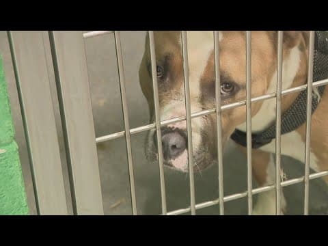 Dozens of dogs at Prince George's County animal shelter at risk of being euthanized