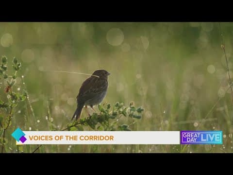 Voices of the Corridor