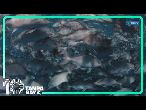 Plan to farm red drum fish off Sarasota coast brings controversy