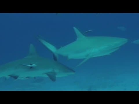 New California law makes it illegal to fish for Great White Sharks