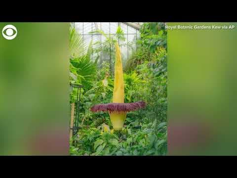 Corpse flower blooms on rare occasion at garden in London