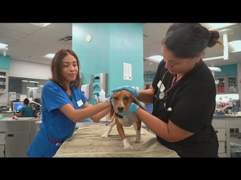 San Diego Humane Society urges governor to sign bill limiting animal testing
