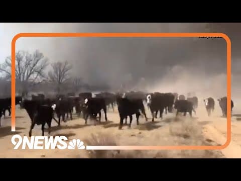 Smokehouse Creek Fire Explodes in Size, Scorches Texas Panhandle
