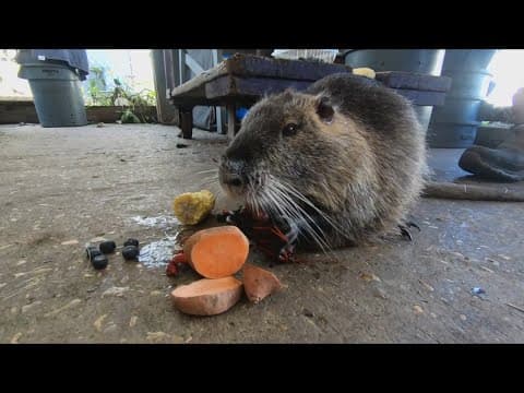 Beloved neutria freed