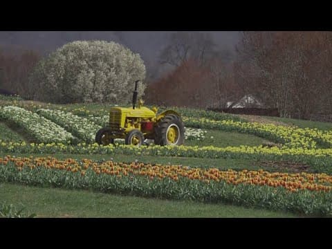 Here's what you can expect during the Tulip Festival at Oakes Farm