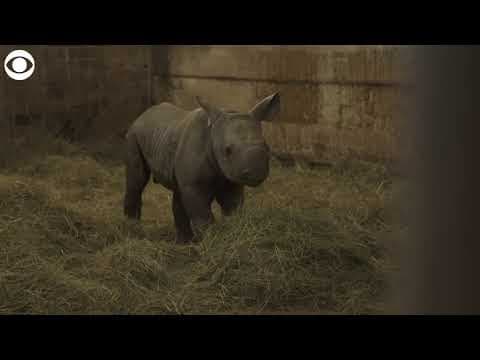 Baby rhino named Kyiv in honor of Ukraine's capital