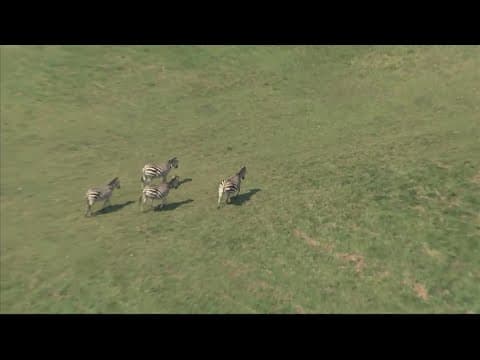 Owner of escaped Prince George's Co. zebras due in court