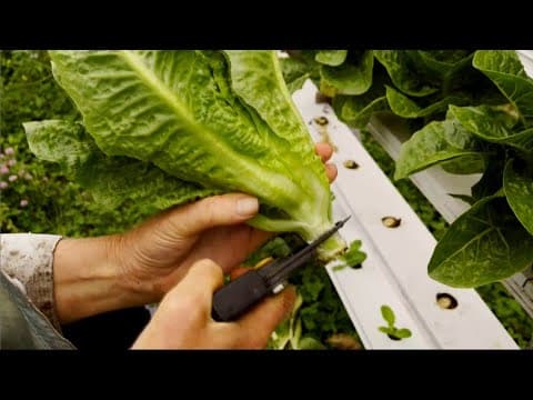 Worm Tea composting system produces Michelin guide restaurant lettuce