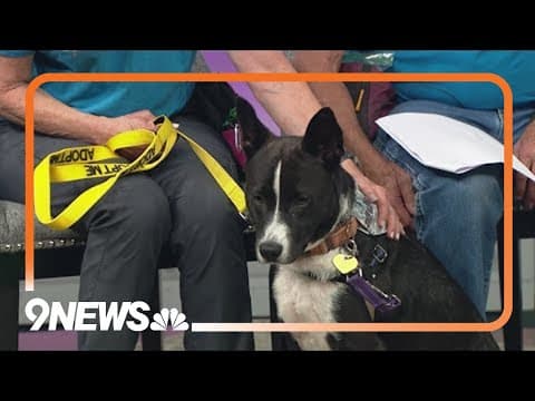 Meet Phantom, a Border Collie mix ready to have a forever home