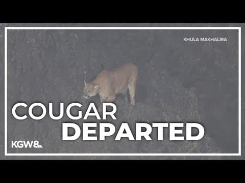 Cannon Beach reopens after cougar believed to have left Haystack Rock