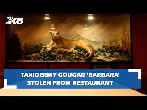 Taxidermy cougar 'Barbara' stolen from historic Seattle restaurant