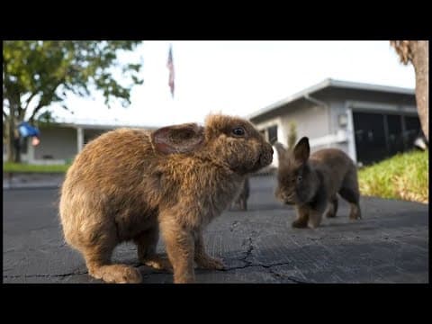 Domesticated lionhead rabbits take over Florida neighborhood