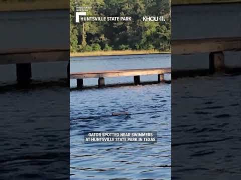 Gator spotted near swimmers at Huntsville State Park in Texas #shorts
