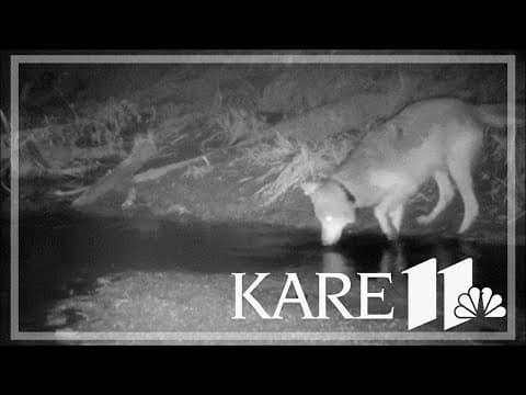 Minnesota researchers find that wolves go fishing in the spring