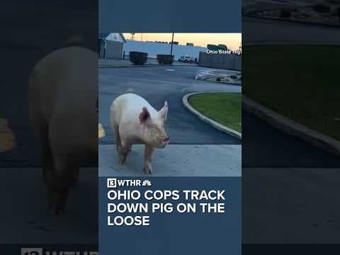 Ohio cops track down pig on the loose