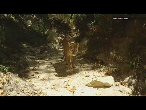California mountain lions and the state's car culture
