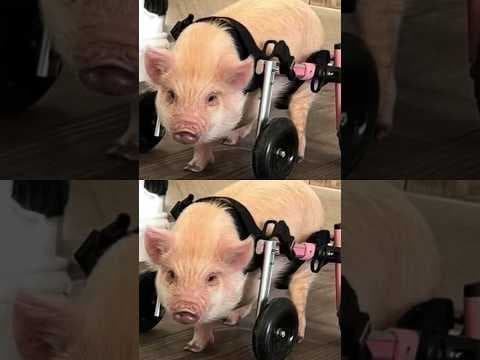 Colorado animal rescue has buildings destroyed by strong winds