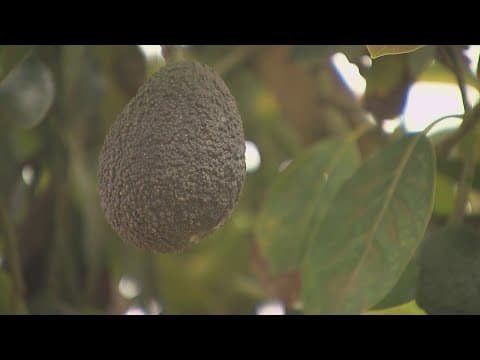 Shake Shack is looking for their Chief Avocado Officer