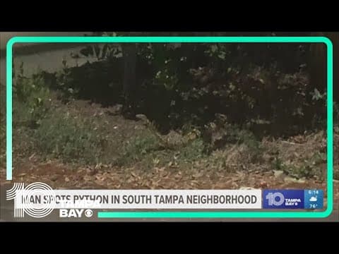 Man spots python in South Tampa neighborhood while walking his dog