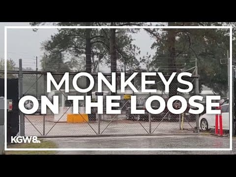 Monkeys escape from South Carolina research facility