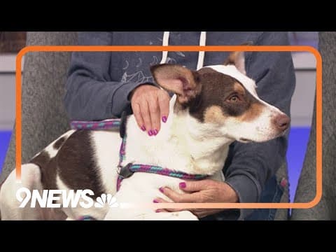 Petline9: This shy, sweet girl needs a forever home