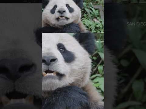 San Diego Zoo is on panda watch as the city waits for 2 giant pandas from China
