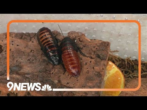 Orchard Town Center offering summer kids club