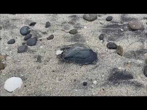 What are the blue looking blobs on San Diego's beaches?