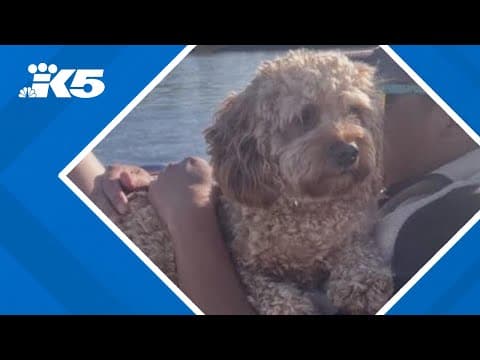 Dog dies from toxic algae in Columbia River