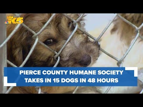 Pierce County Humane Society takes in 13 abandoned puppies, 2 dogs within 48 hours