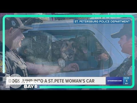 German shepherds jump into St. Pete mother's car, won't leave